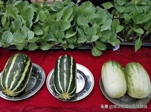 怎么回吃瓜,如何从吃瓜中获取最新资讯