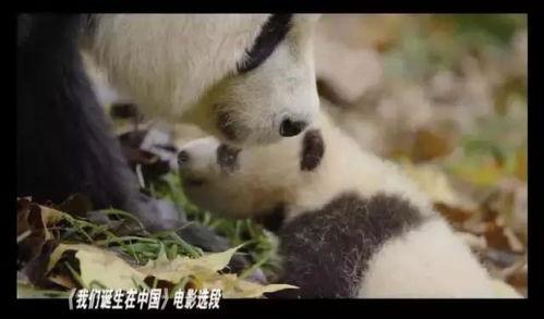 旅行熊猫 明星片,明星片中的环球之旅