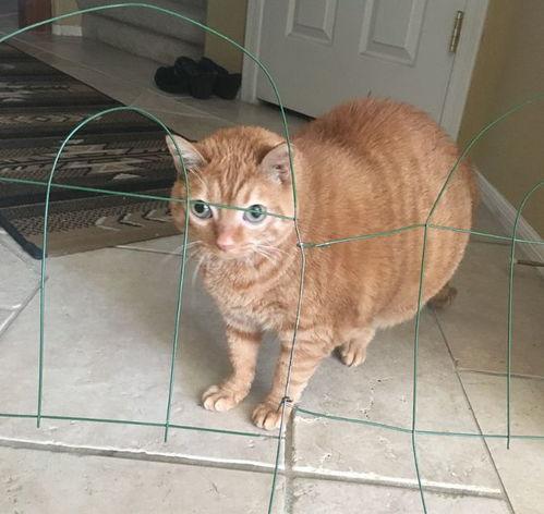 两只橘猫网红,萌态可掬圈粉无数