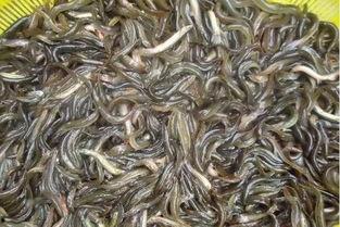 提泥鳅网红,揭秘提泥鳅的爆红之路