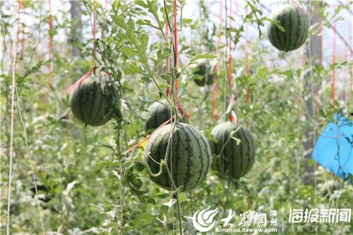 滨州吃瓜网红事件视频,揭秘网络舆论的风暴与真相