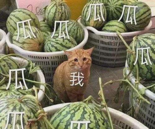 最新的黄色瓜爆料,最新黄色瓜内幕，真相令人震惊！