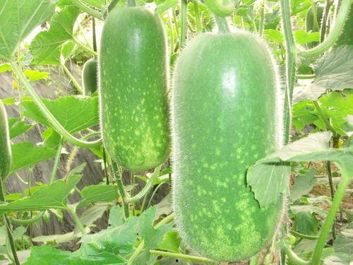 河边拍照吃瓜图片高清,高清镜头下的夏日休闲时光