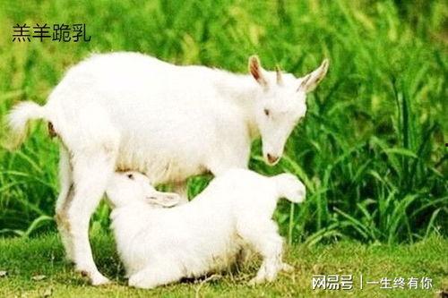 小羊爱好屋qq吃瓜