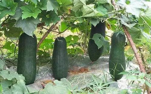 吃京瓜好吗,品尝京城特色瓜果的完美选择