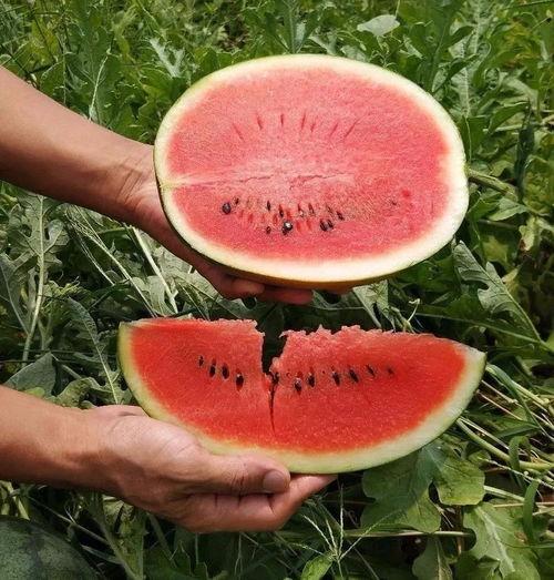 这个季节吃瓜了没有,您吃瓜了吗？