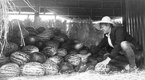 礼县吃瓜群众事件始末,一场网络舆论的风波与反思