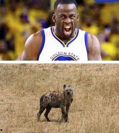 看动物猜明星,揭秘明星与动物之间的奇妙缘分