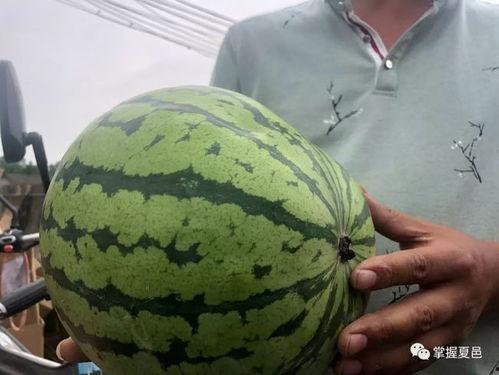 留学生网红瓜,揭秘留学生活背后的真实故事